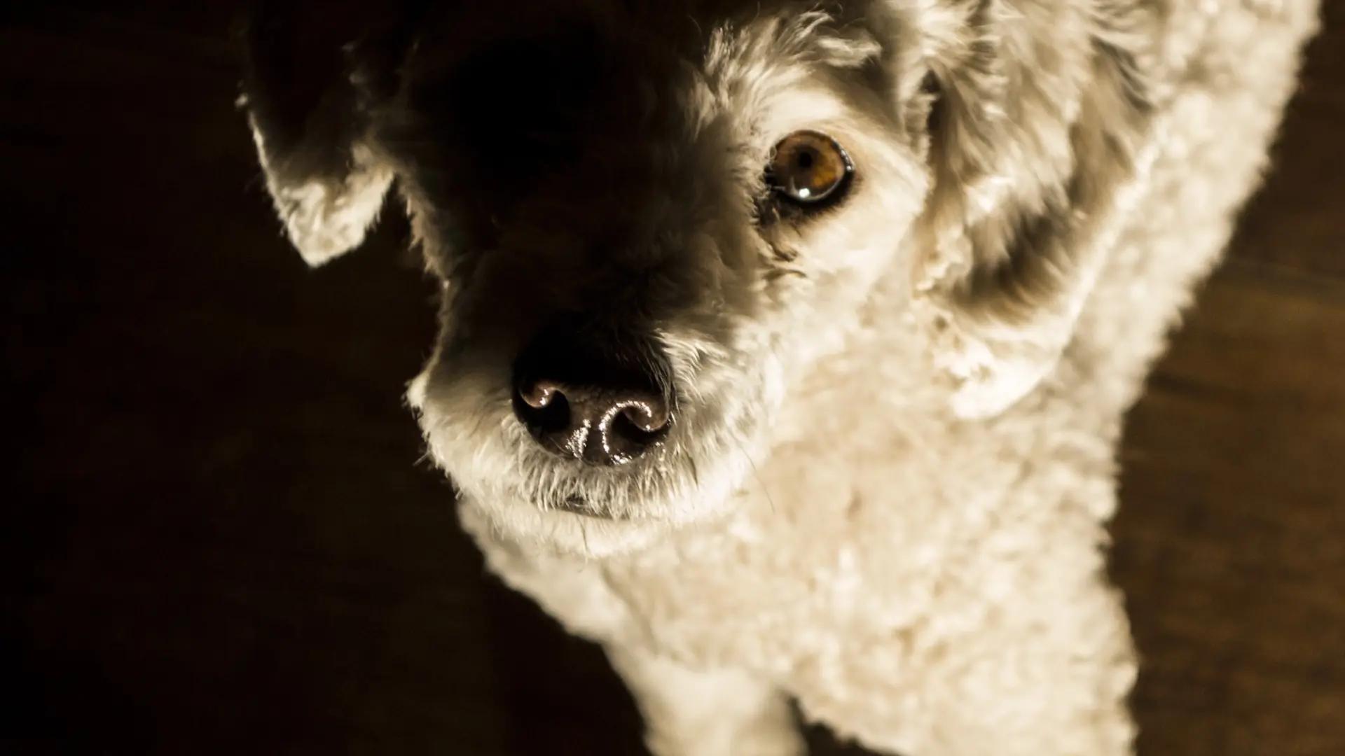 La Policía Local de Zaragoza rescata tres perros que malvivían en un domicilio
