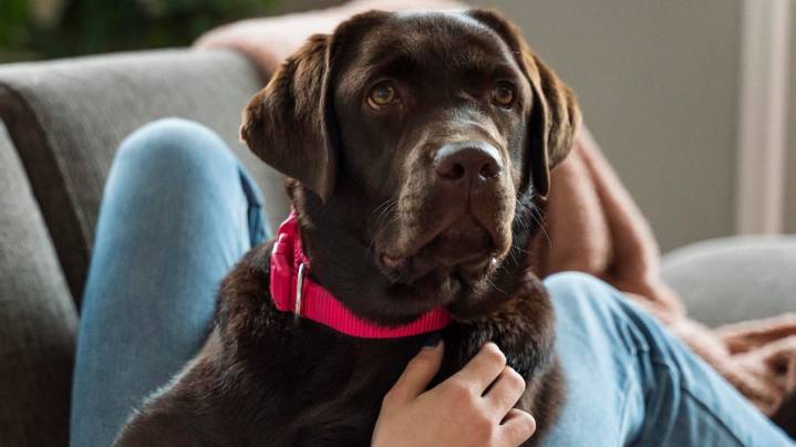 Qué significa que un perro meta su cabeza entre tus piernas, según expertos en comportamiento canino