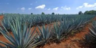 Por los suelos el precio del agave
