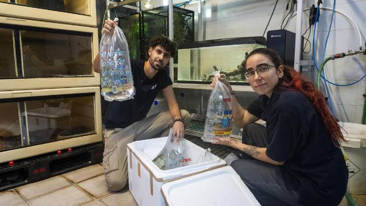 El pez más raro llega a Bioparc València