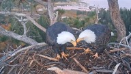 Egg-laying season nears for Big Bear eagles Jackie and Shadow