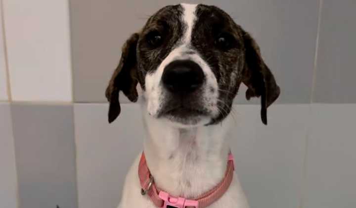 Buscan hogar a una perrita abandonada en Canarias: “Los albergues están desbordados”