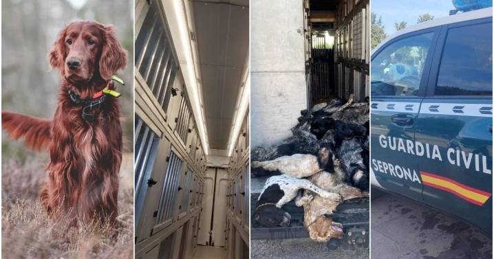 Seis horas agónicas en la bodega de un barco: La muerte de los 27 perros de caza en Mallorca
