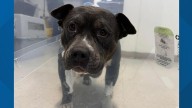 $5,000 offered for info leading to arrest of whoever abandoned a pregnant pit bull in Waterbury