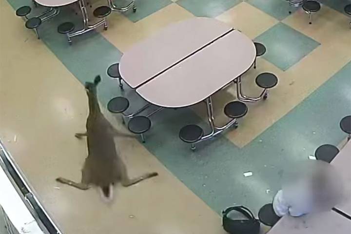 Deer Crashes 'Full Speed' Through Window at a Junior High Cafeteria