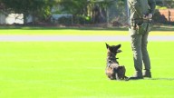 Local K9 officer teams prepare for nonprofit K9s United's annual competition and fundraiser