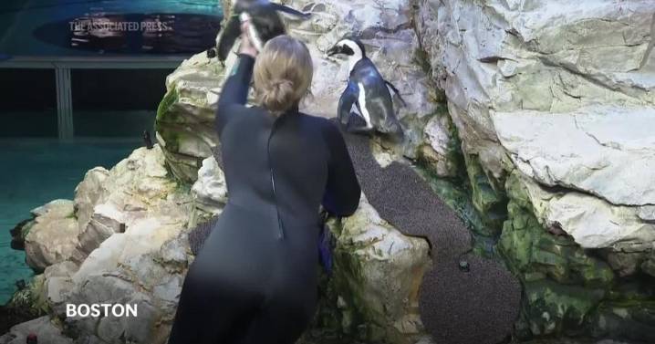New England Aquarium builds geriatric island for aging penguins to live in safety, dignity