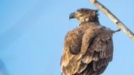 Bald eagle from Indiana to be Audubon Society of RI's ambassador'