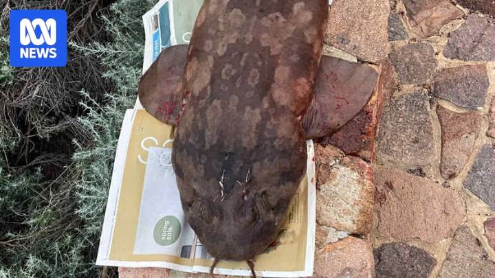 Speared wobbegong shark latches onto fisher's arm in WA's South West