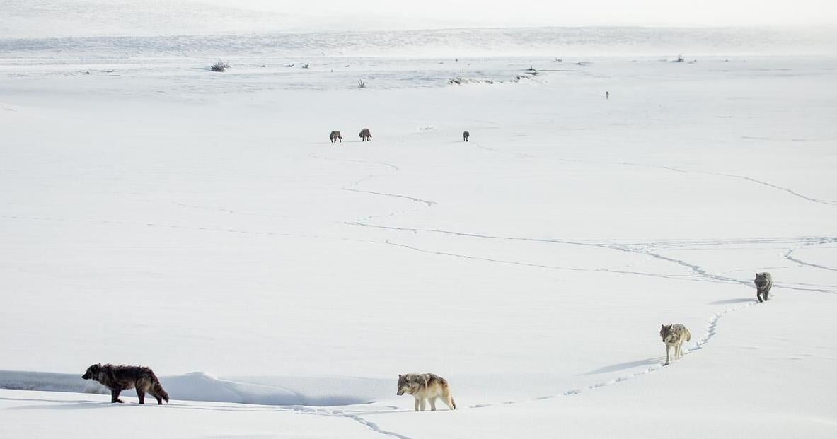 'Where do wolves get to be wolves?' What happens when canis lupus leaves Yellowstone