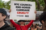 Saddle up for court: Why transit union is suing animal rights group over the NYC horse carriage industry fight