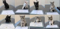 Meet the purr-fect graduates: 14 kittens from Flagler County Jail’s foster program ready for adoption