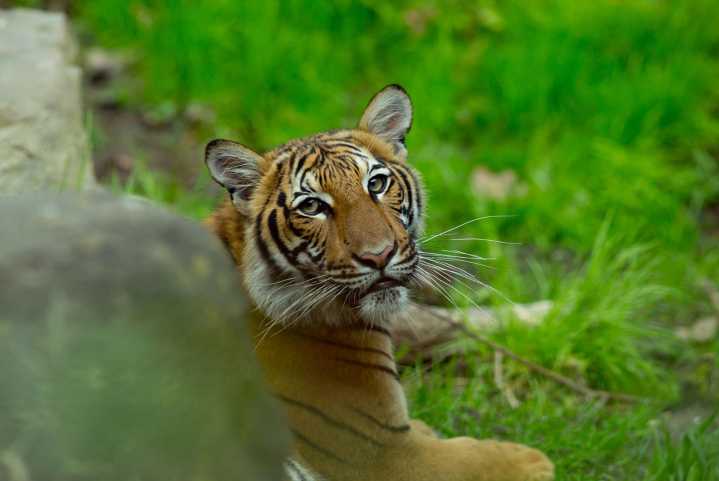 Tiger tests positive for coronavirus at Bronx Zoo, first known case in the world