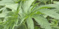 TN hemp program to remain unchanged, for now, as new federal rules change