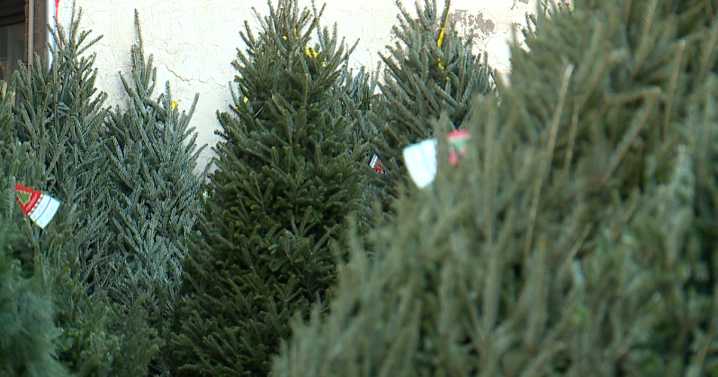 Christmas tree permits available from Pike-San Isabel National Forests