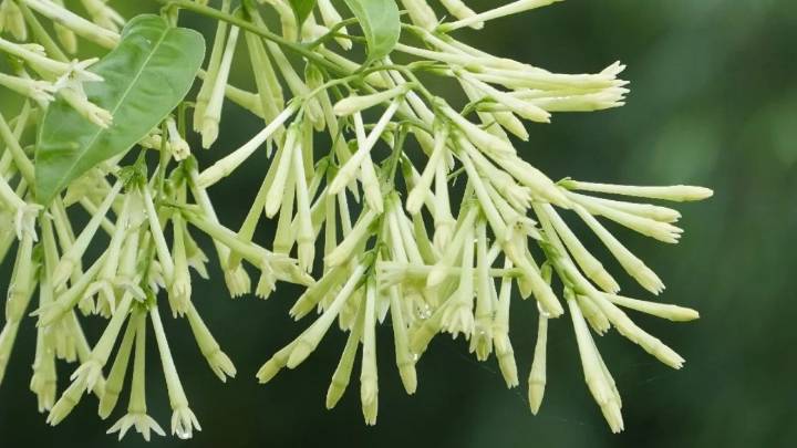 La planta que perfuma las noches de verano y resiste el calor extremo