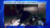 Meet today's Stray of the Day: Autumn