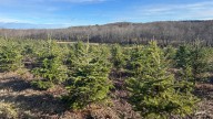 Christmas tree picking season kicks off as families prepare for the holidays