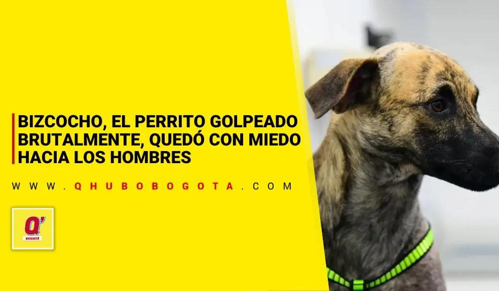 Bizcocho, el perrito golpeado brutalmente, quedó con miedo hacia los hombres