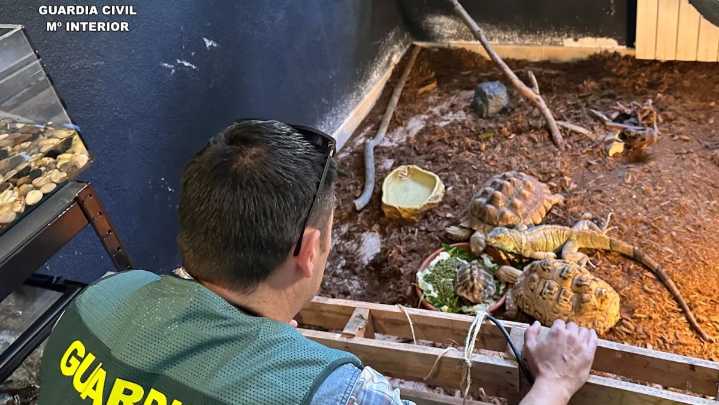 Intervenidos en un falso refugio cerca de 500 animales exóticos, algunos cedidos desde Huesca