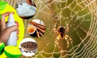 Kitchen Hacks To Keep Spiders Away Naturally