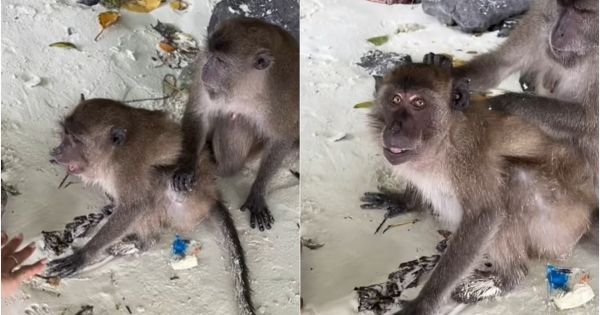 Juli Poggio quiso tocar a unos monos y le saltaron todos encima: terminó en el piso