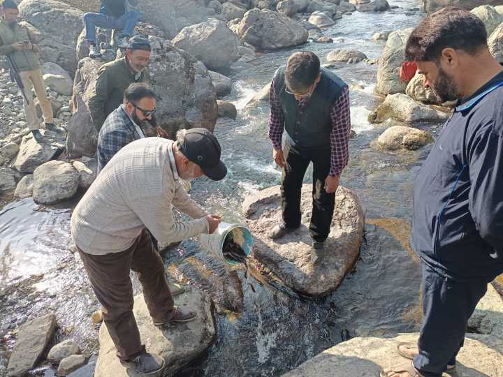 20,000 Brown Trout Fingerlings Released to Boost Fish Production in Bandipora’s Trout Streams