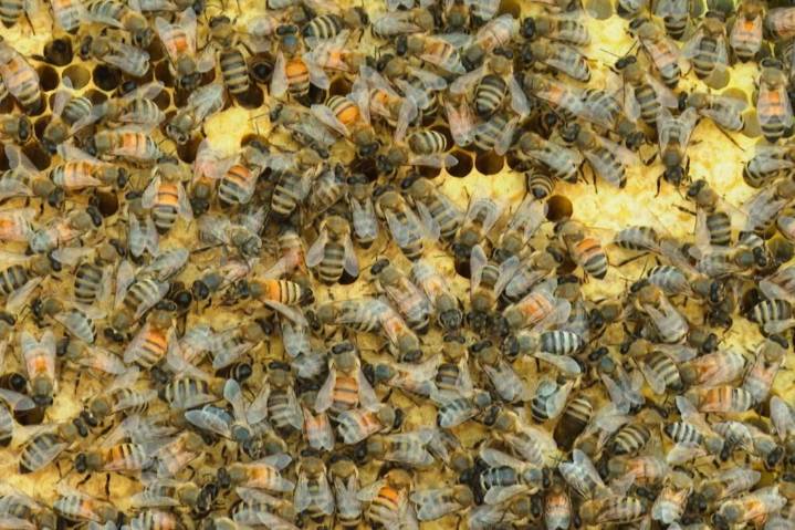CFIA says there’s no need to restrict honey bee imports to ward off deadly mite