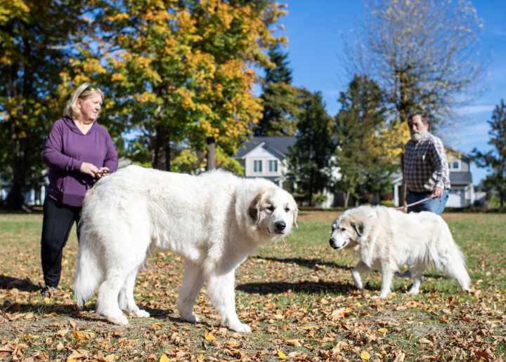 Columbia Cascade Great Pyrenees Club laud dogs as a fur