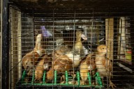 Los vendedores de animales del mercado de Sonora se enfrentan a su extinción