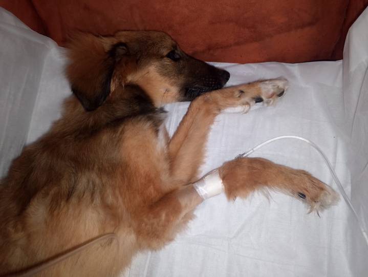 Realizan colecta para una manada contagiada con parvovirus