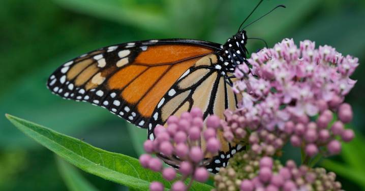 Trump administration seeks to roll back protections for imperiled species and habitat