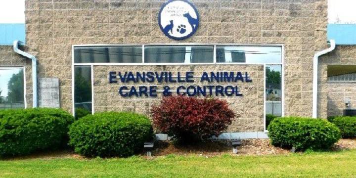 One dog stolen after break-in at Evansville Animal Control