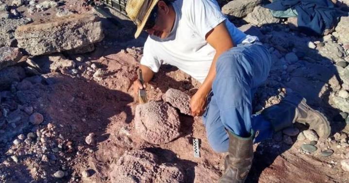 Descubren una tortuga con un caparazón fuera de lo común