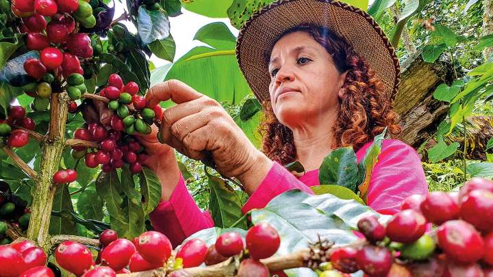 CAF destinará 8.500 millones al agro de América Latina y el Caribe a 2030