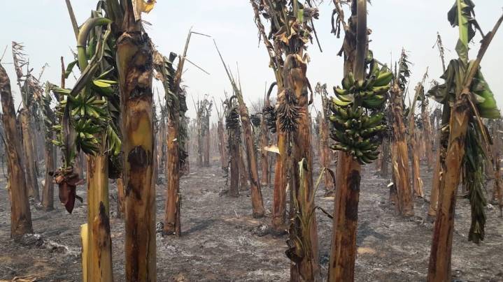 Ante su “peor colapso”, los productores de banana formoseña reclaman una “reparación histórica”