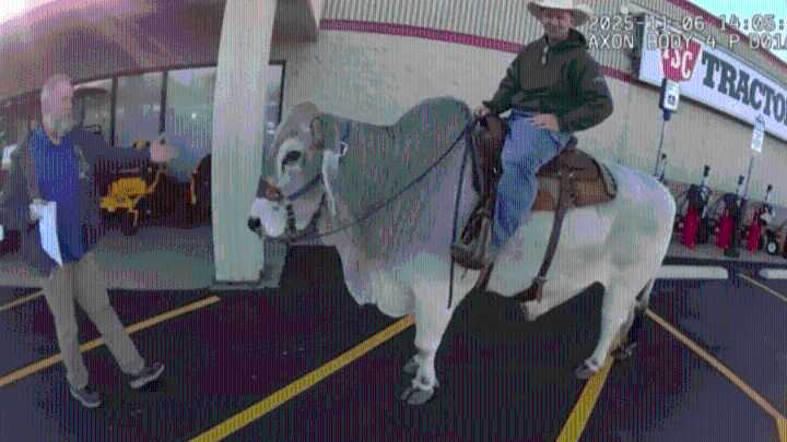 ‘I have so many questions': Officer responds to call of man riding bull in Ohio