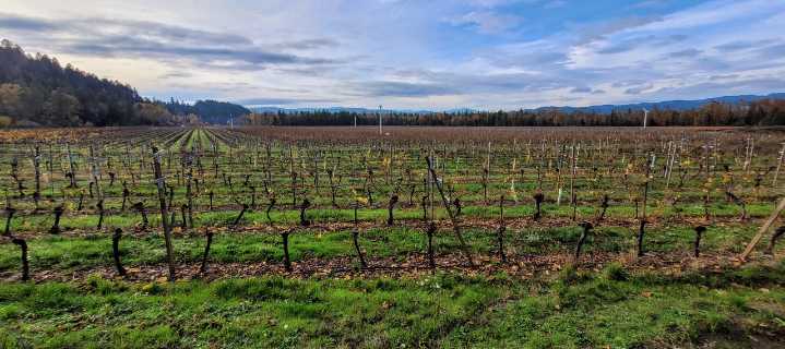 Strike Thanksgiving gold at Foris Vineyards in southern Oregon