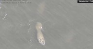Manatee, dolphin seen playing together in West Florida