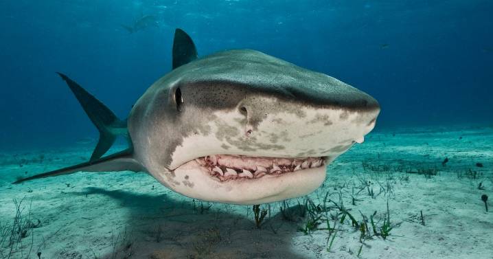 Expert diver shares crucial mistake you should never make if you see a shark