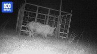 Feral pigs devour 99 out of every 100 lambs on this Central West NSW farm