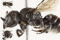 Descubren en Australia una nueva abeja con cuernos llamada Lucifer -