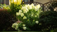 22 Hydrangea Garden Ideas To Inspire Your Next Outdoor Project