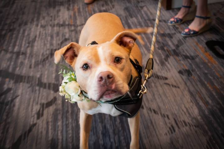 Prince George's County repeals pit