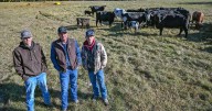 It takes three cowboys to run this Louisiana prime beef cattle farm. Here's how they do it.