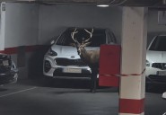 Un ciervo desorientado entra en un parking del casco antiguo de Zamora