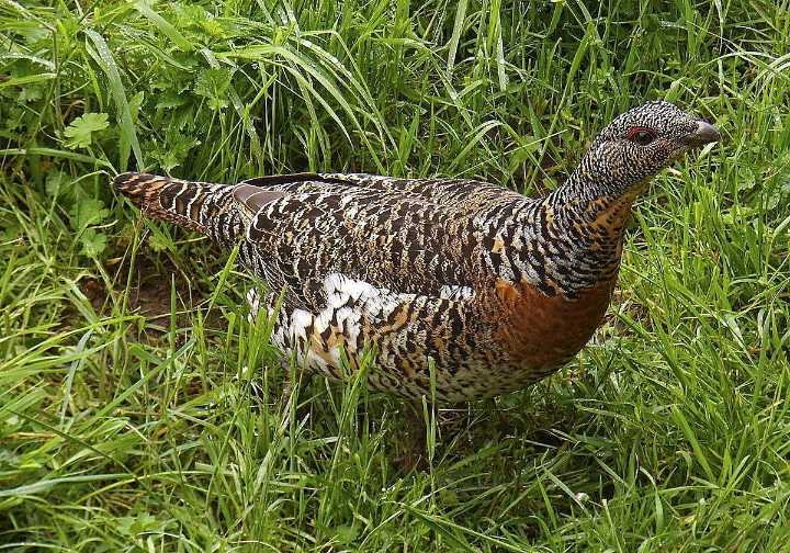 Un estudio demuestra cómo reducir los ataques de depredadores a los nidos del urogallo