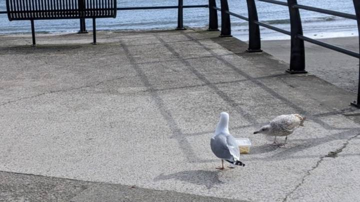 Yes, You Should Yell at Seagulls