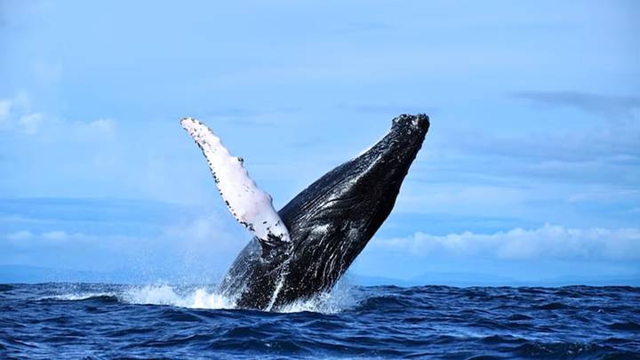 Meet 9 of the deadliest female animals in the world