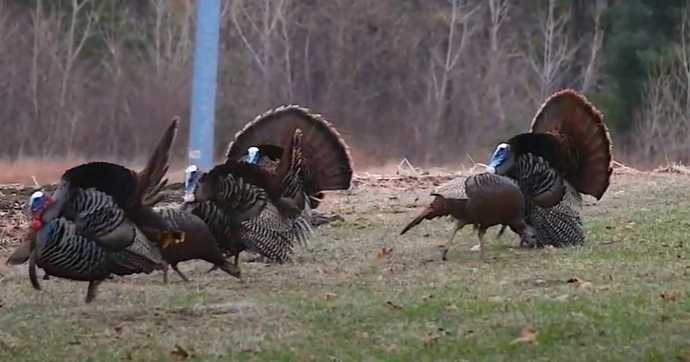 Missouri Carves Out Big Role in Thanksgiving: Nearly 8% of U.S. Turkeys Come From the Show